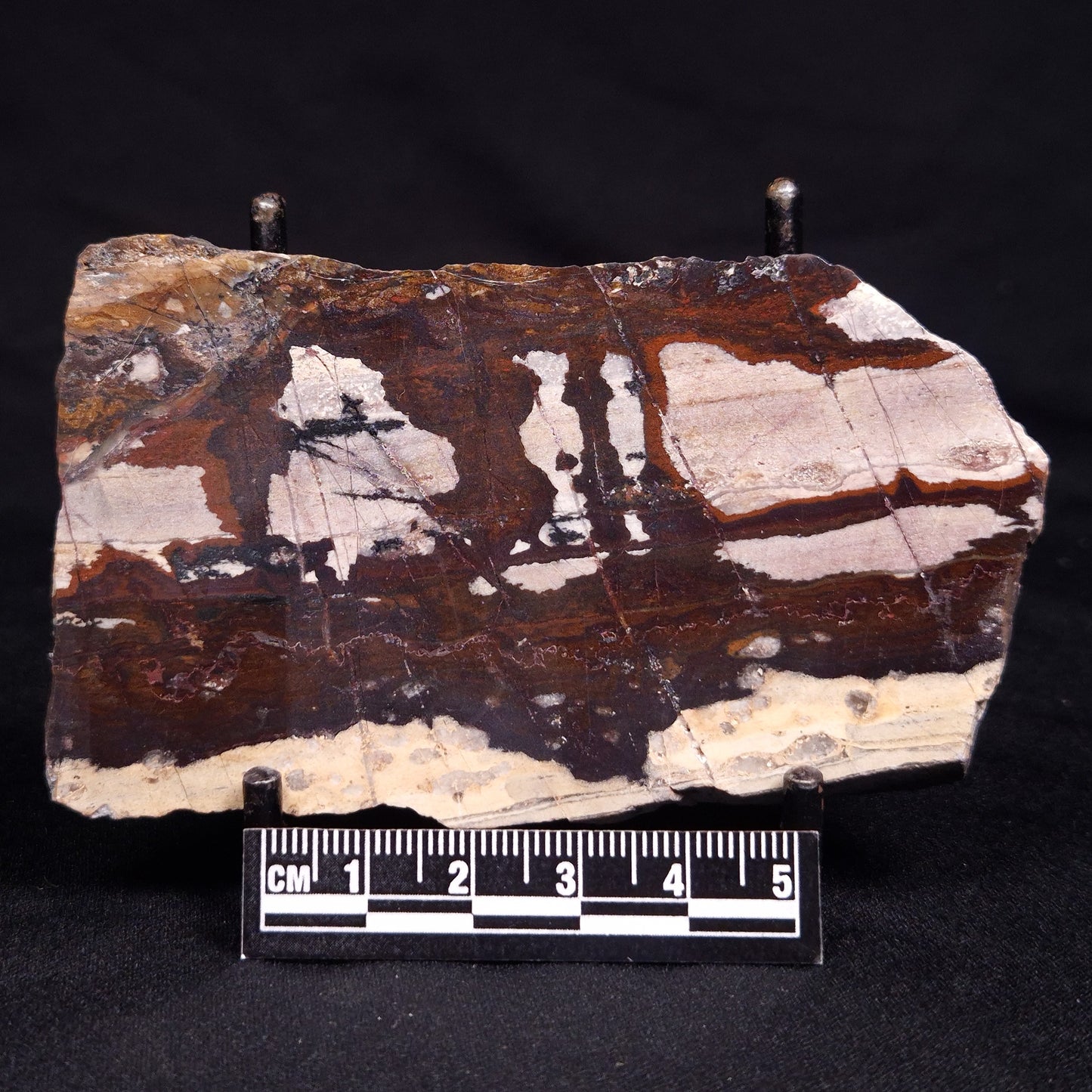 STROMATOLITE, Jerrinah Formation, Proterozoic, Australia ZJF074