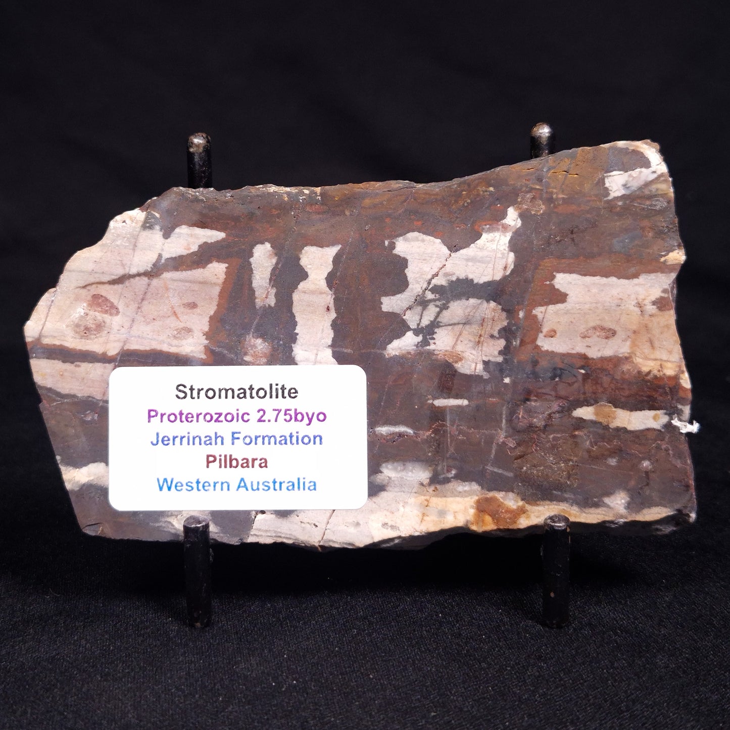 STROMATOLITE, Jerrinah Formation, Proterozoic, Australia ZJF074
