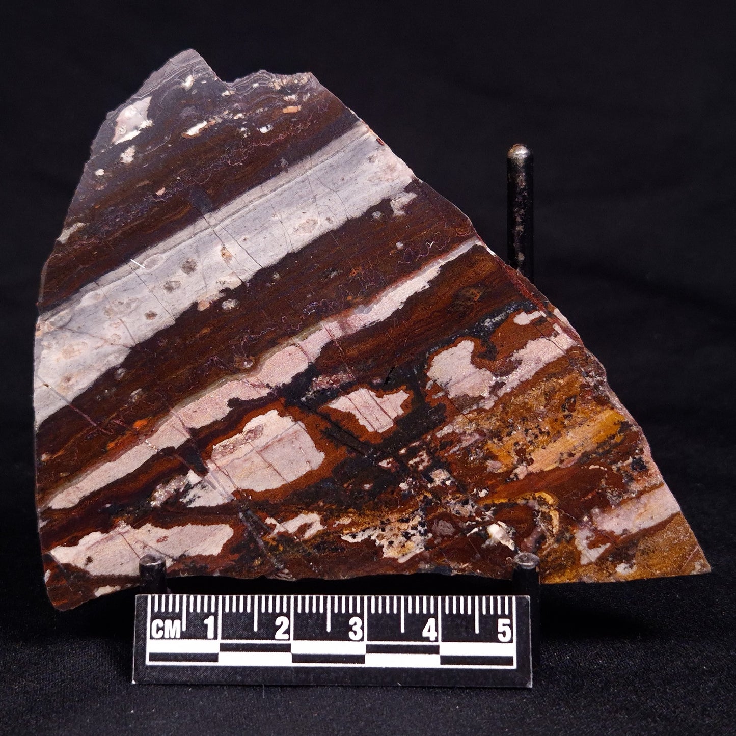 STROMATOLITE, Jerrinah Formation, Proterozoic, Australia ZJF075