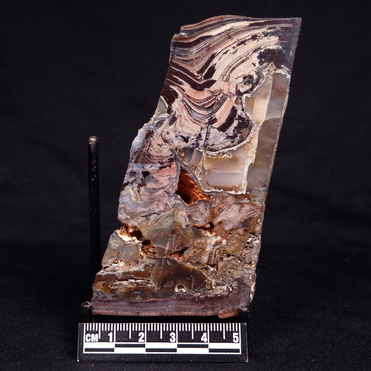STROMATOLITE, Jerrinah Formation, Proterozoic, Australia ZJF076