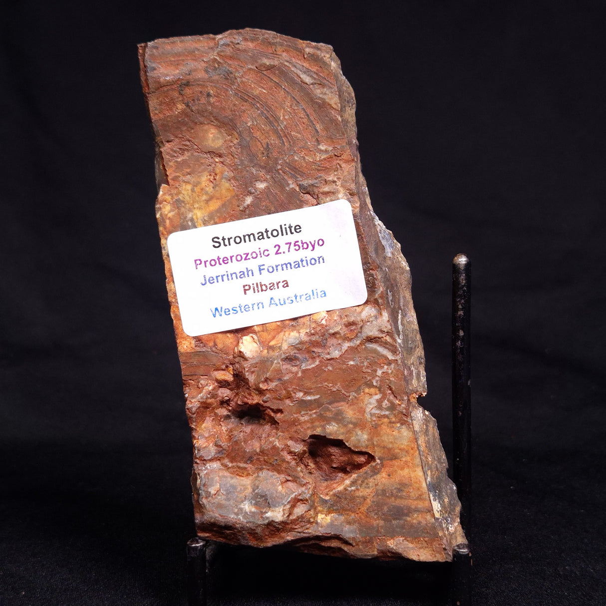 STROMATOLITE, Jerrinah Formation, Proterozoic, Australia ZJF076
