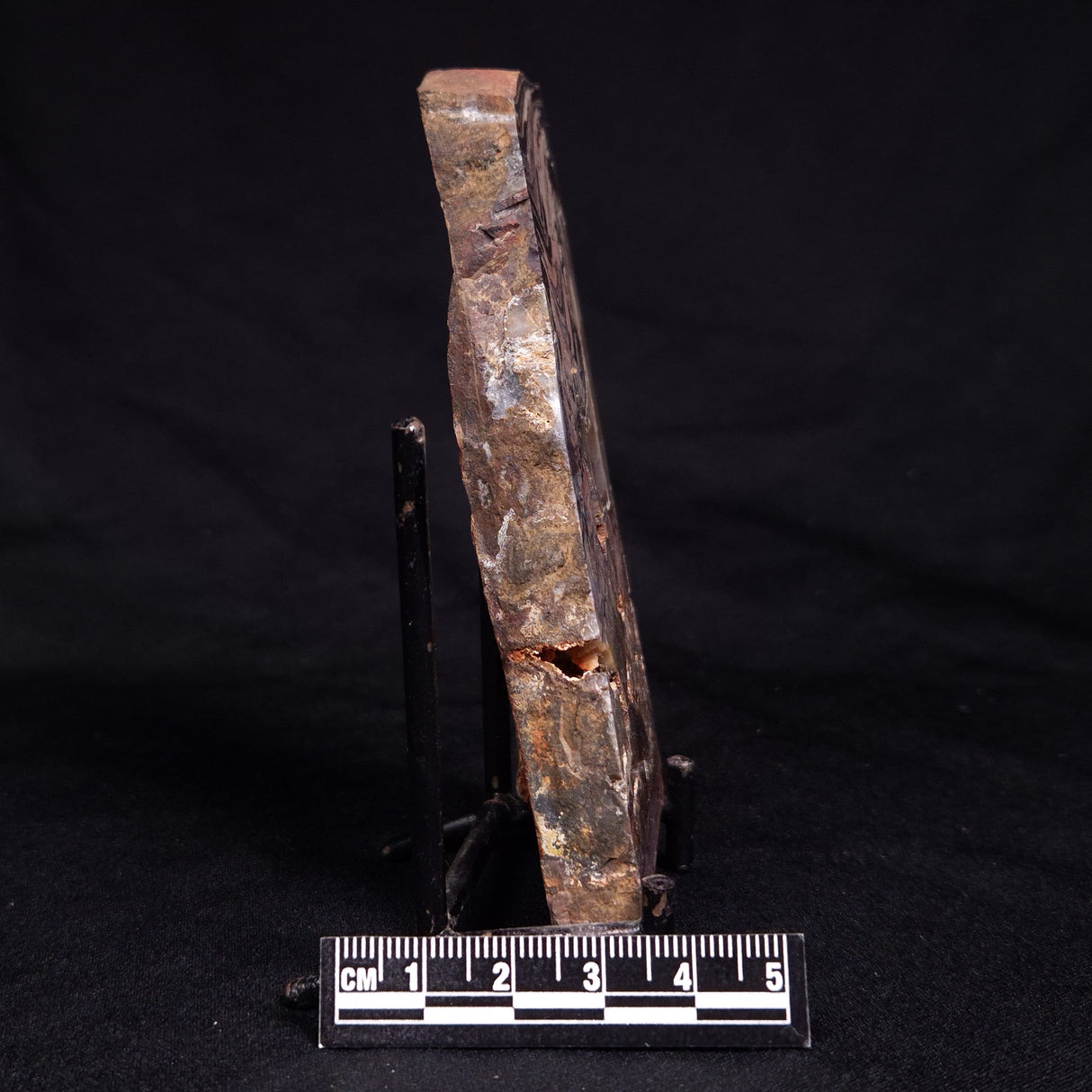 STROMATOLITE, Jerrinah Formation, Proterozoic, Australia ZJF076