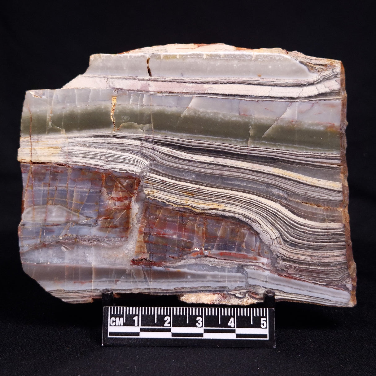 STROMATOLITE, Jerrinah Formation, Proterozoic, Australia ZJF078