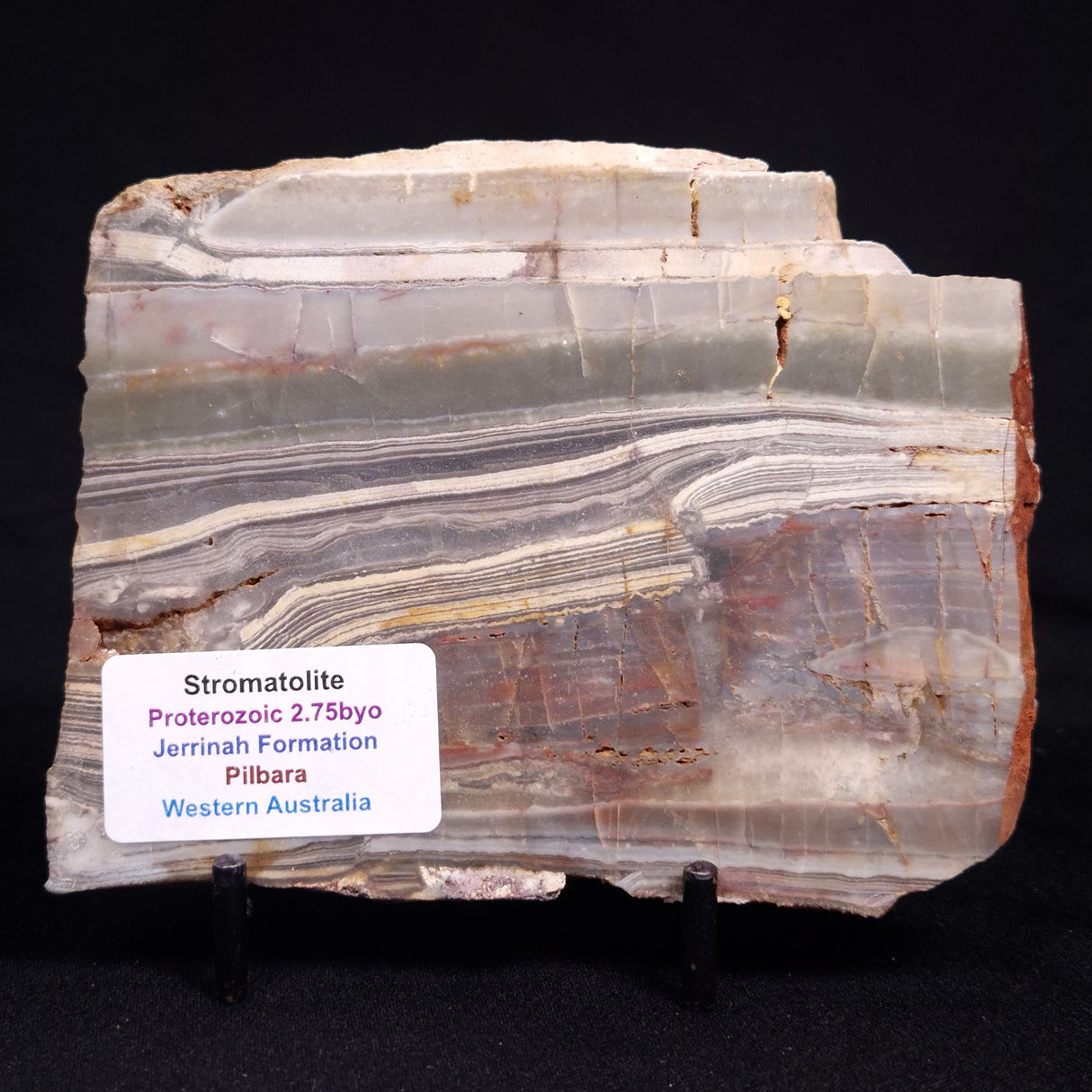 STROMATOLITE, Jerrinah Formation, Proterozoic, Australia ZJF078