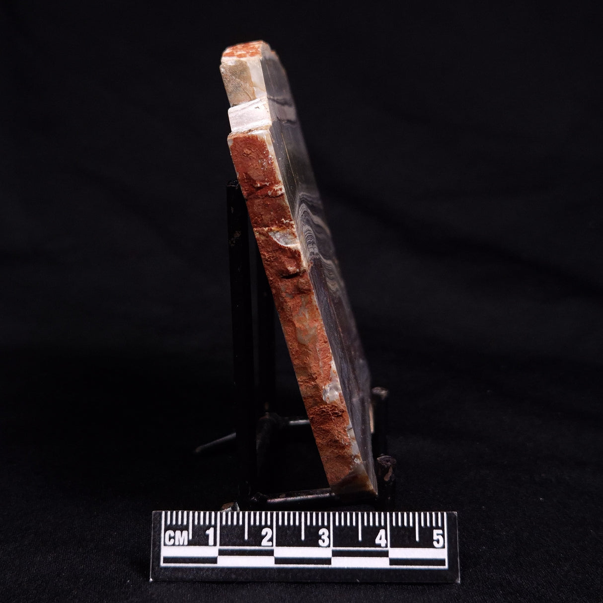 STROMATOLITE, Jerrinah Formation, Proterozoic, Australia ZJF078