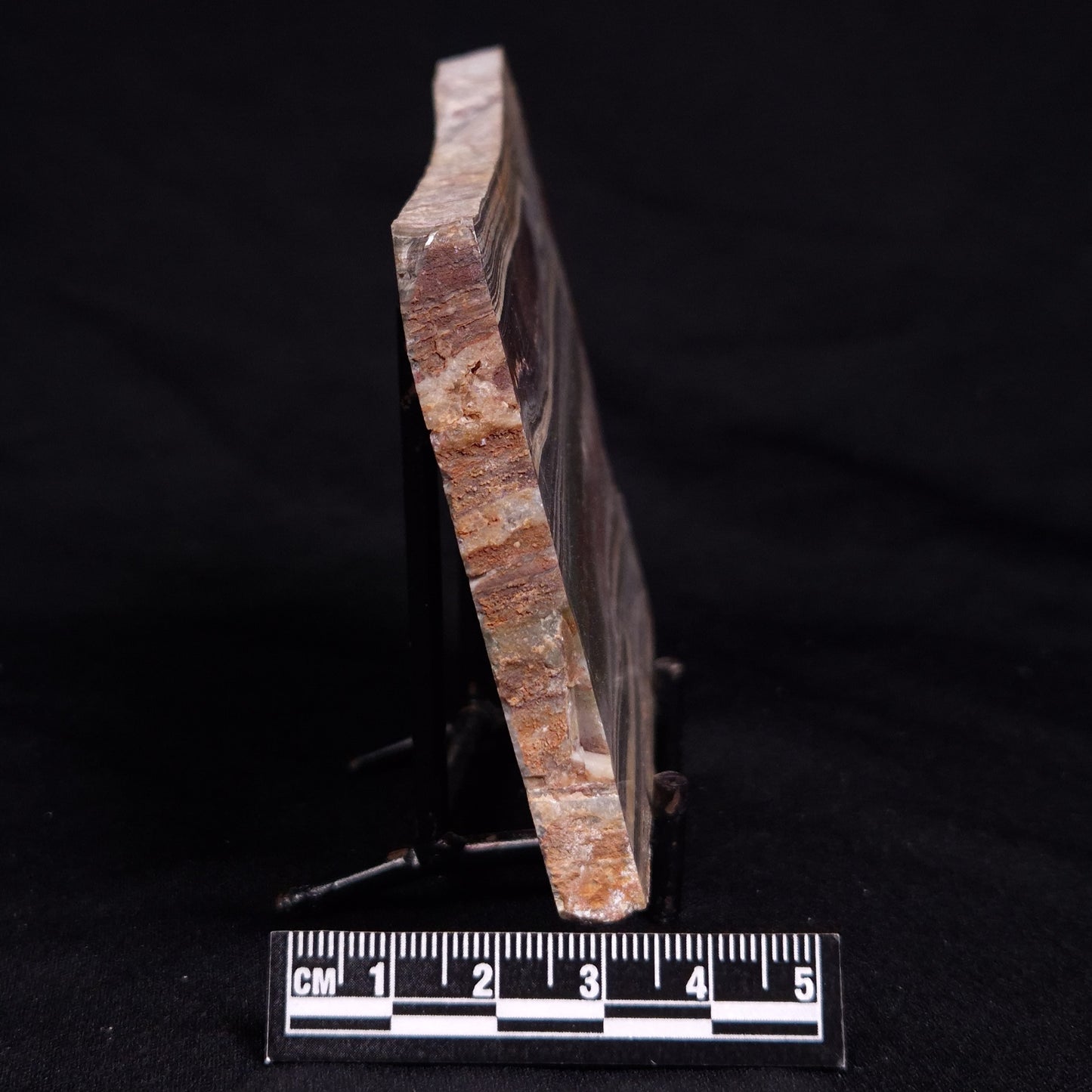 STROMATOLITE, Jerrinah Formation, Proterozoic, Australia ZJF085