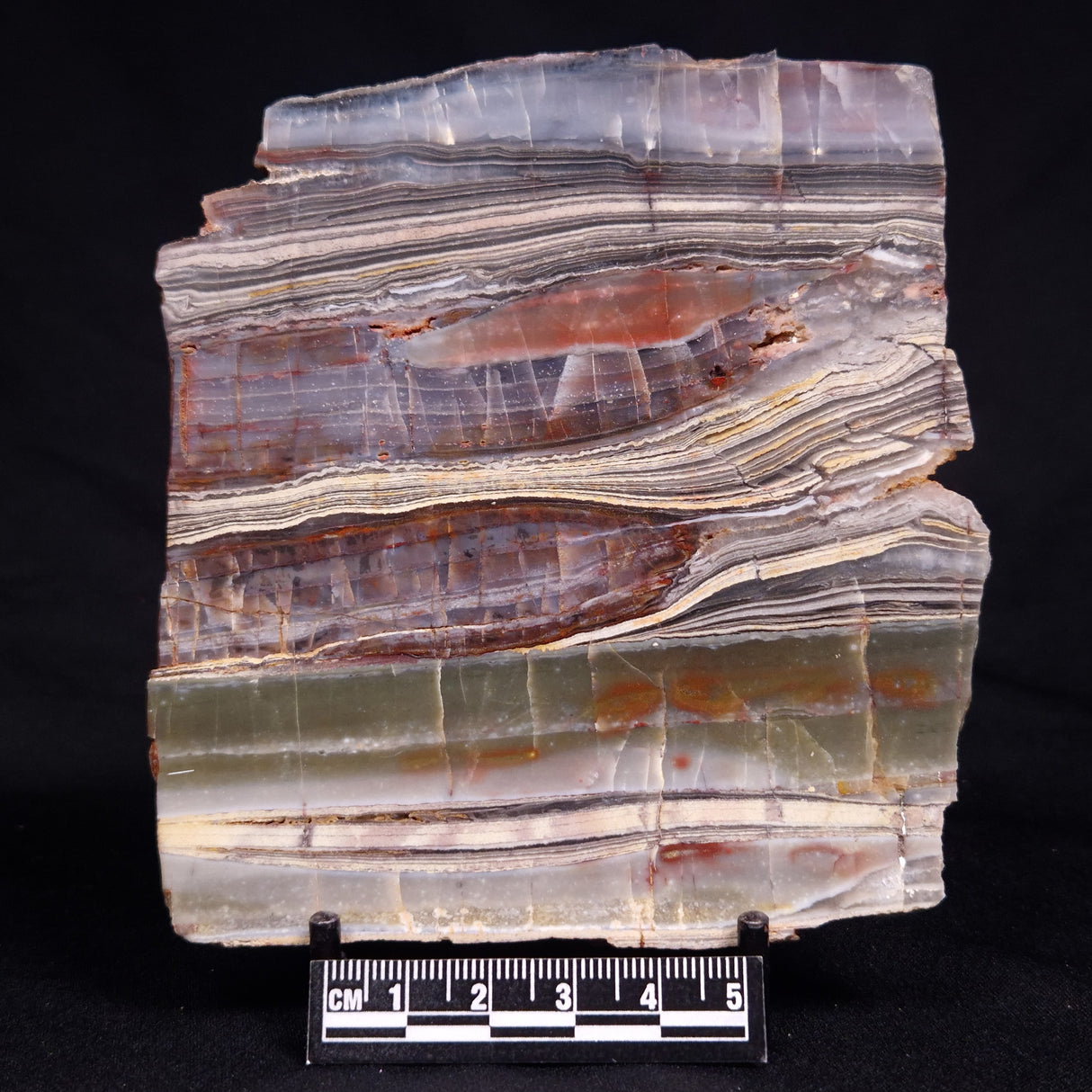 STROMATOLITE, Jerrinah Formation, Proterozoic, Australia ZJF090