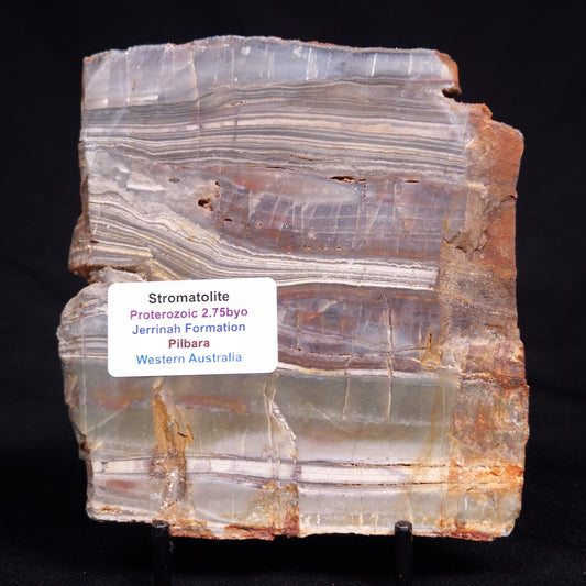 STROMATOLITE, Jerrinah Formation, Proterozoic, Australia ZJF090