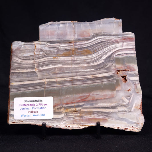 STROMATOLITE, Jerrinah Formation, Proterozoic, Australia ZJF091