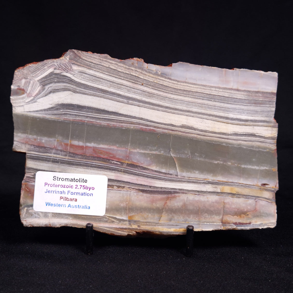 STROMATOLITE, Jerrinah Formation, Proterozoic, Australia ZJF095