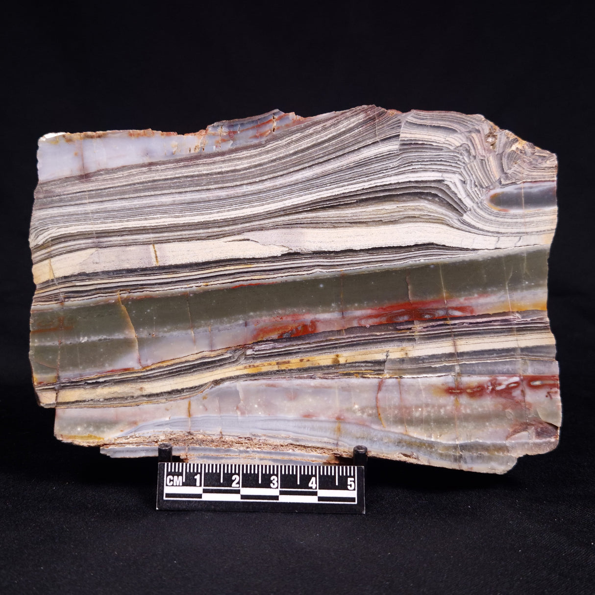 STROMATOLITE, Jerrinah Formation, Proterozoic, Australia ZJF096