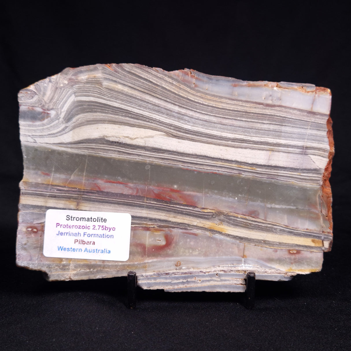 STROMATOLITE, Jerrinah Formation, Proterozoic, Australia ZJF096