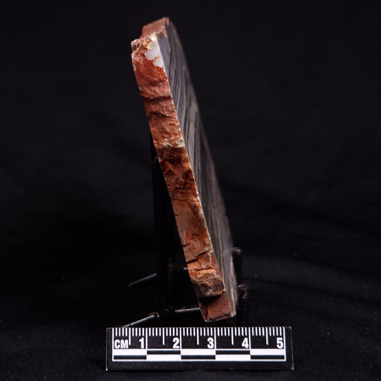 STROMATOLITE, Jerrinah Formation, Proterozoic, Australia ZJF096
