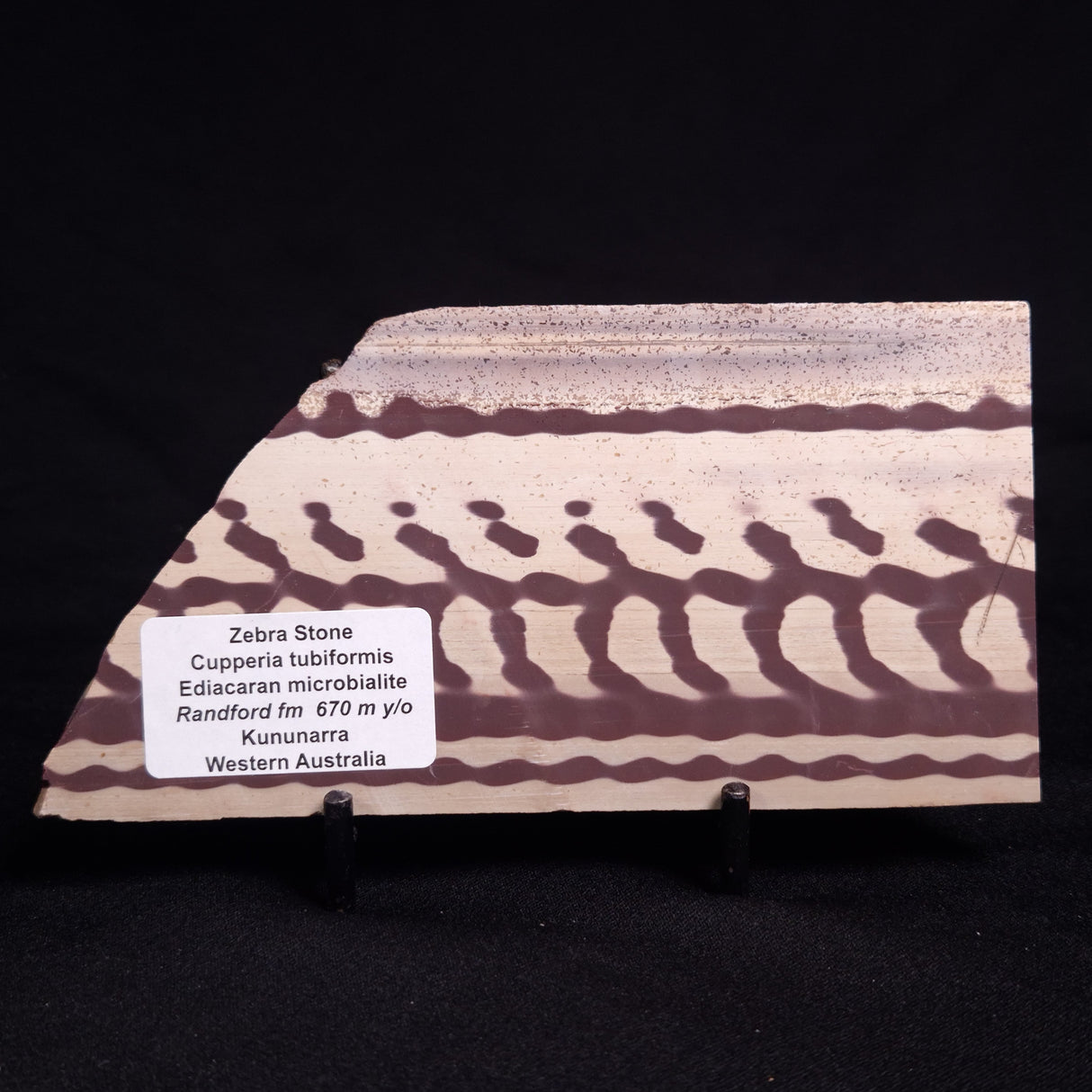 ZEBRA STONE, Australia ZZS009