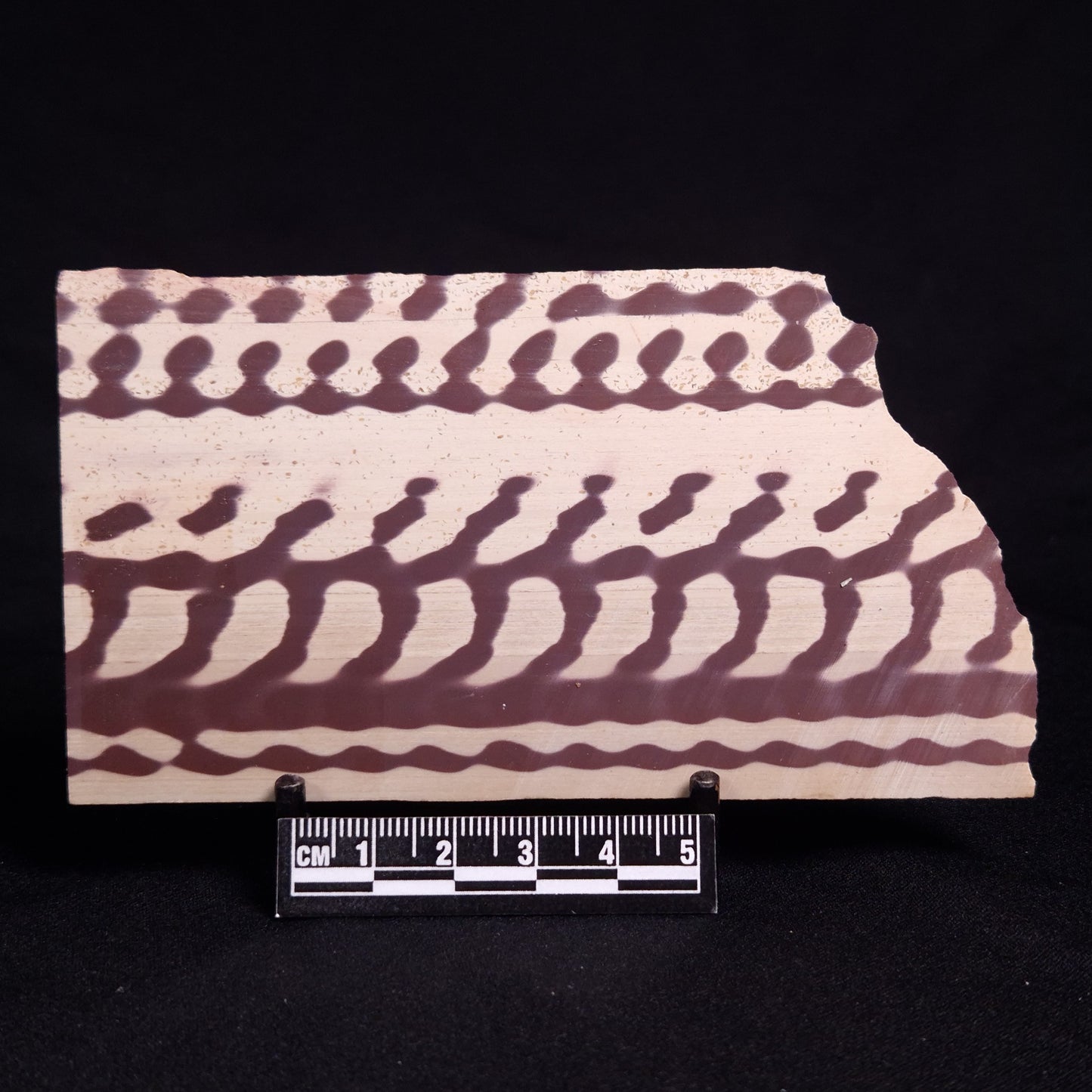 ZEBRA STONE, Australia ZZS010