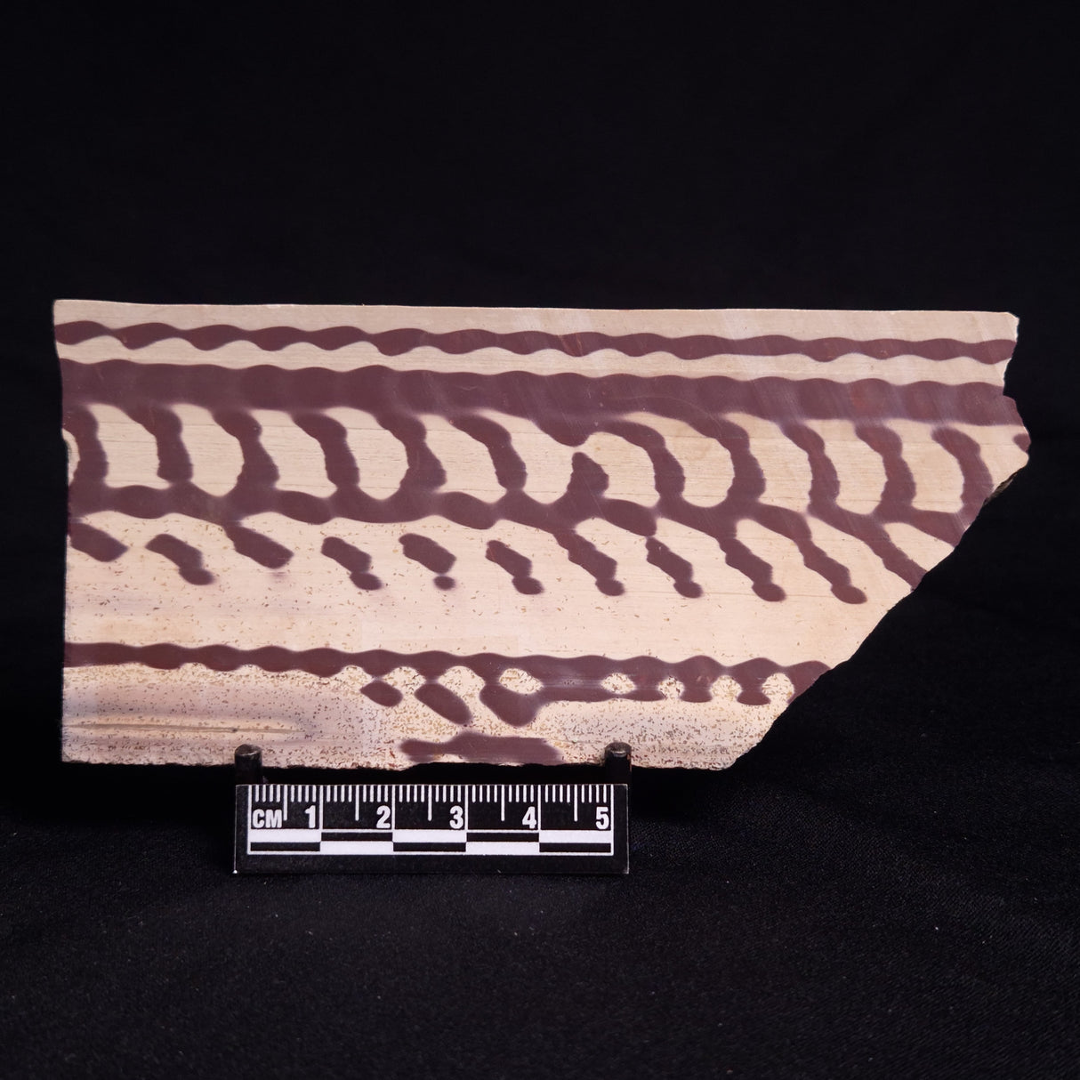 ZEBRA STONE, Australia ZZS011