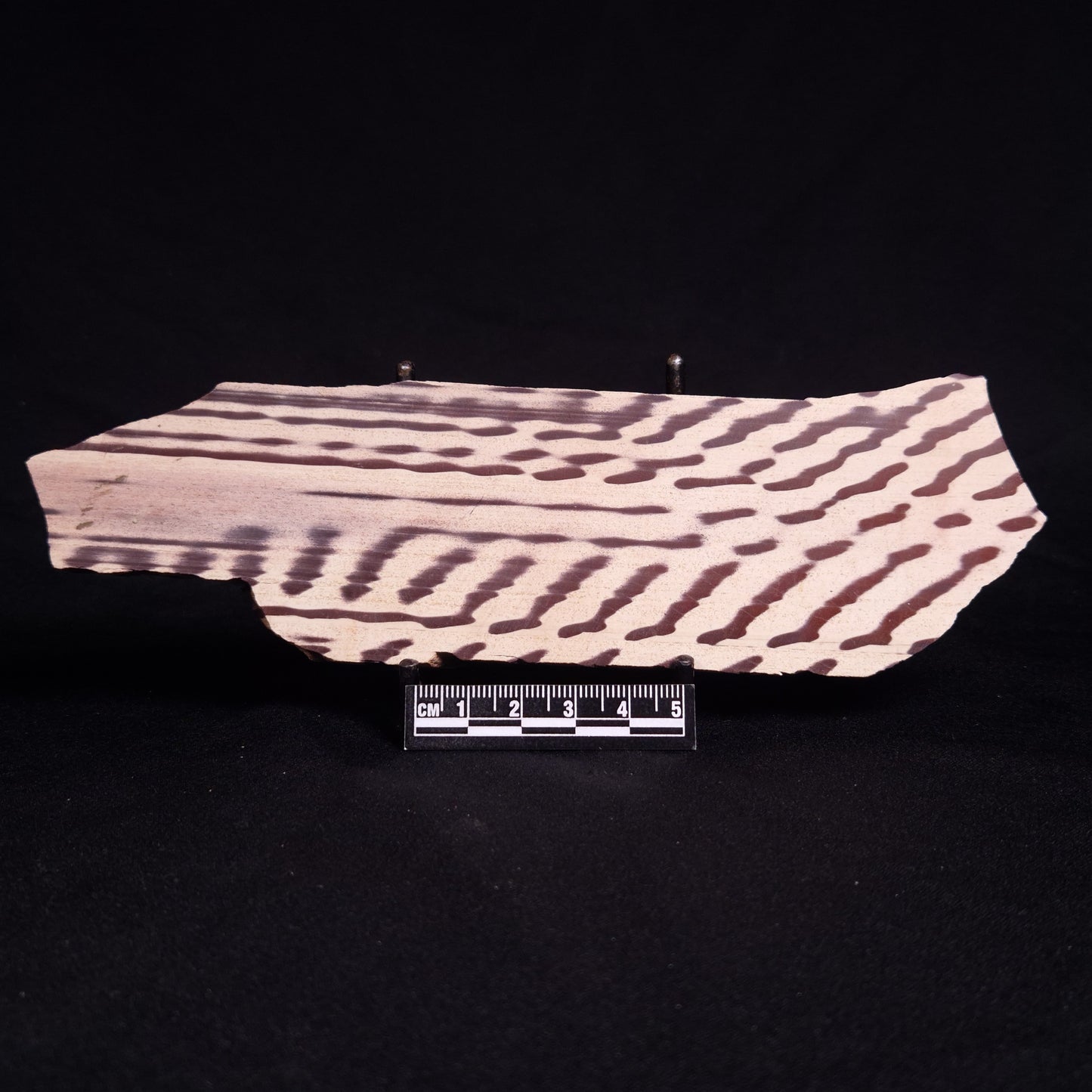 ZEBRA STONE, Australia ZZS012