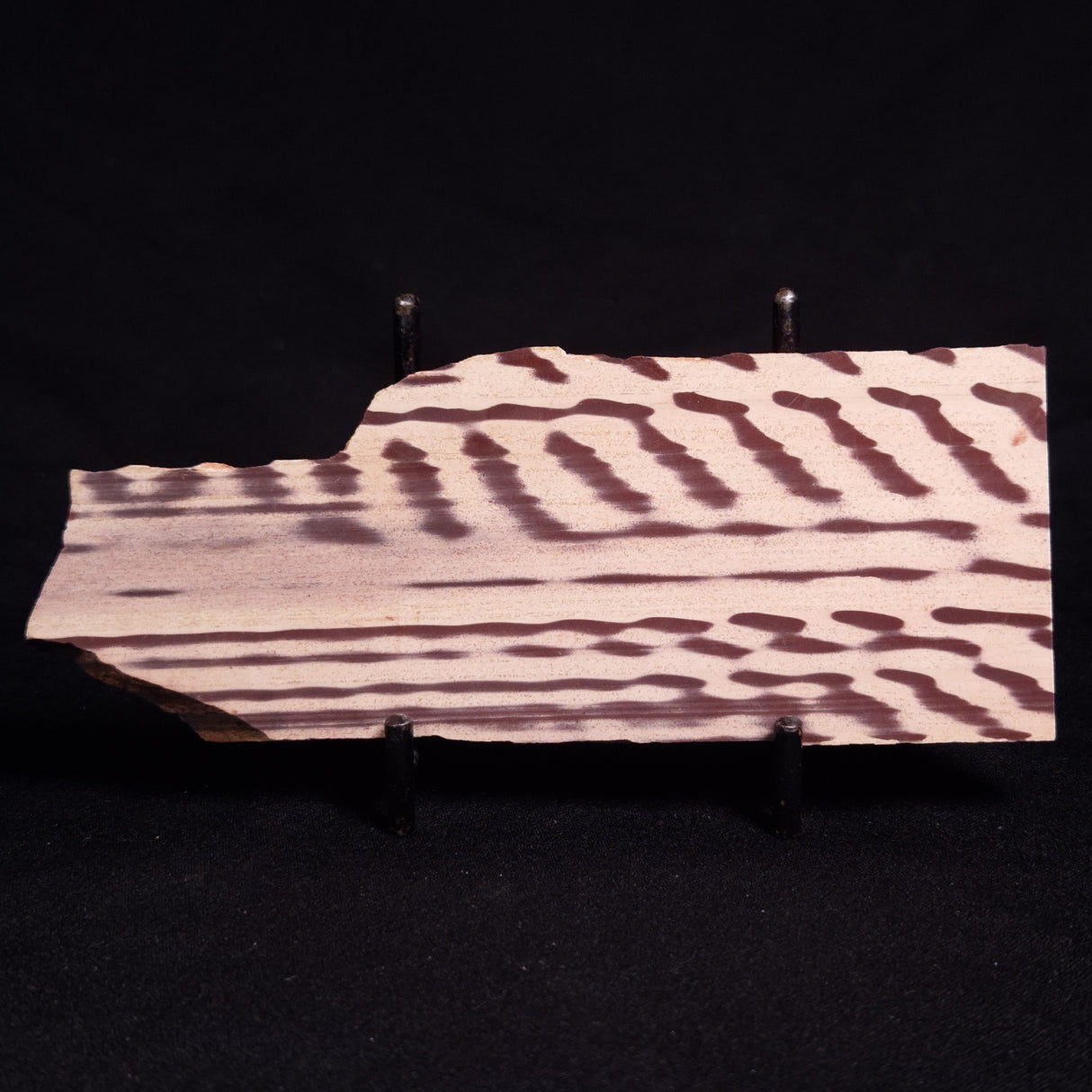 ZEBRA STONE, Australia ZZS014