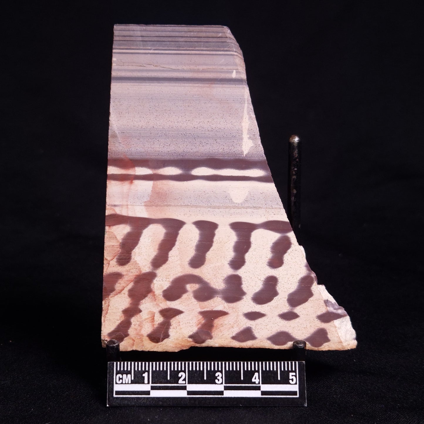 ZEBRA STONE, Australia ZZS015