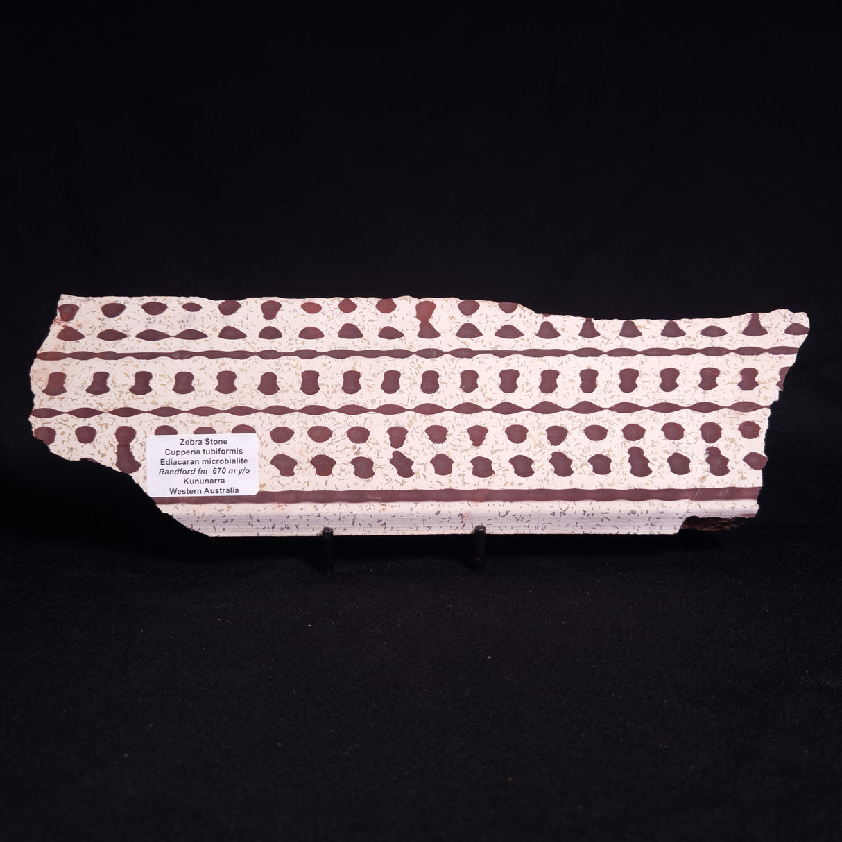 ZEBRA STONE, Australia ZZS019