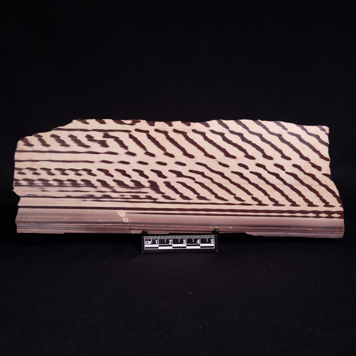 ZEBRA STONE, Australia ZZS020