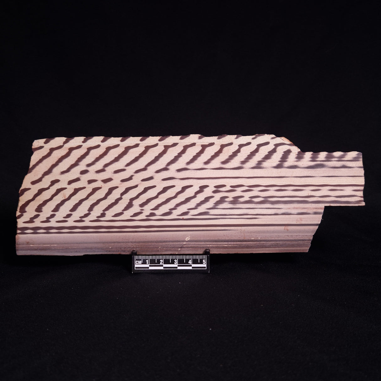 ZEBRA STONE, Australia ZZS021