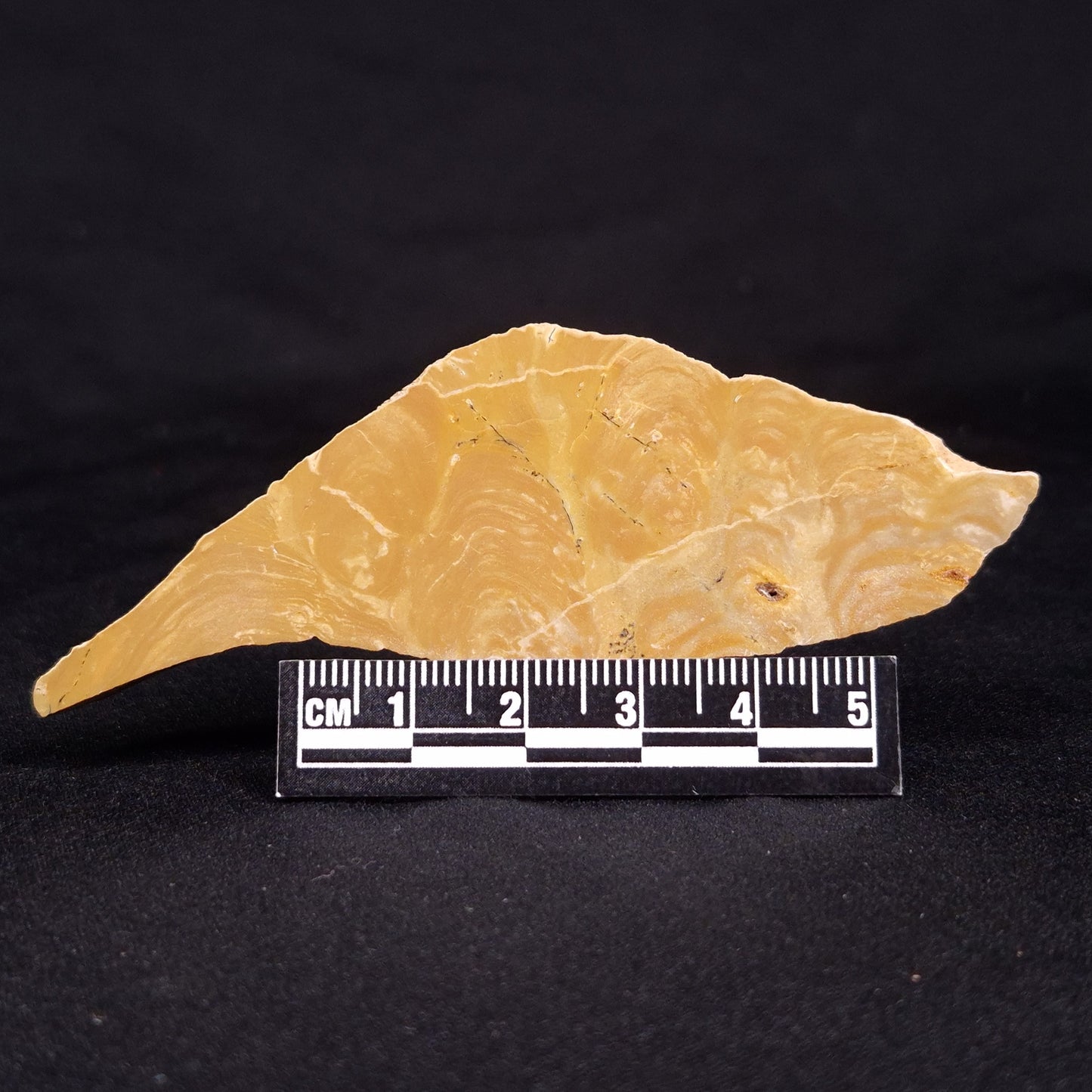 TUNGUSSIA INNA STROMATOLITE, Late Precambrian, Australia ZTG011