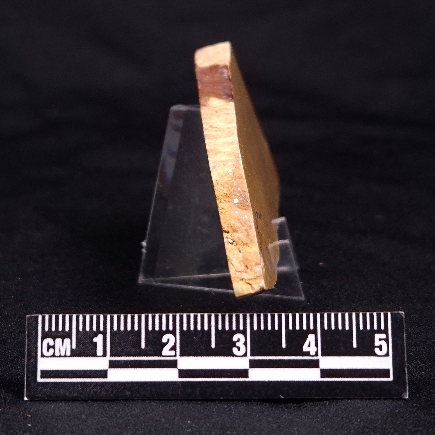TUNGUSSIA INNA STROMATOLITE, Late Precambrian, Australia ZTG013