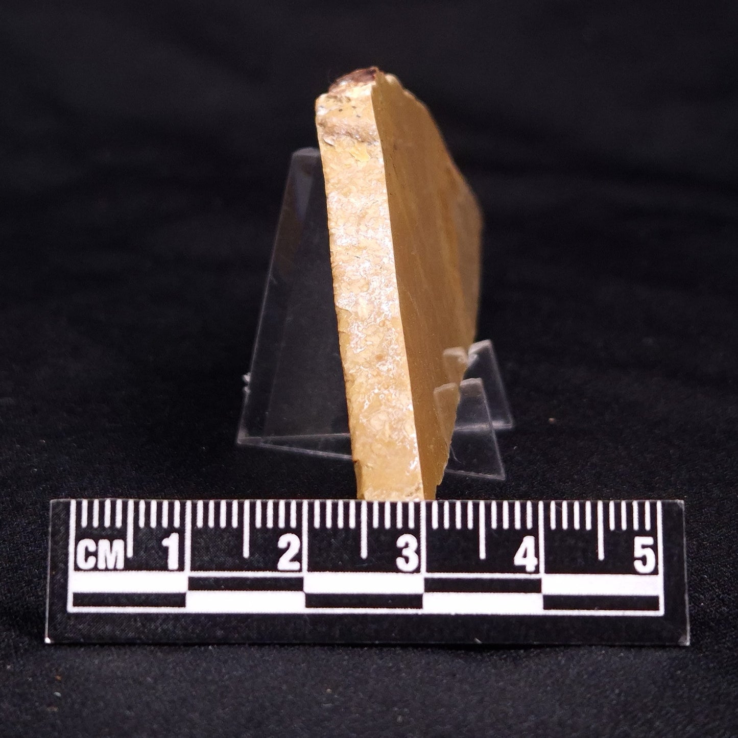 TUNGUSSIA INNA STROMATOLITE, Late Precambrian, Australia ZTG014