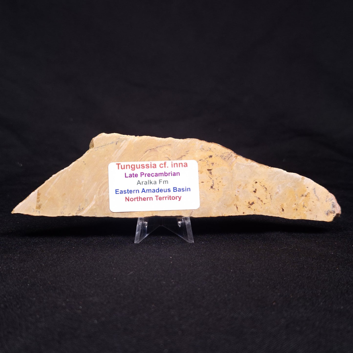 TUNGUSSIA INNA STROMATOLITE, Late Precambrian, Australia ZTG015