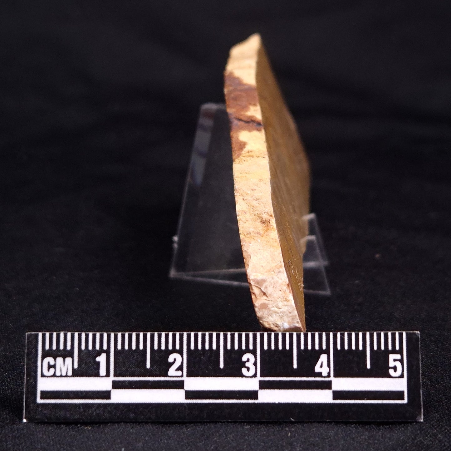 TUNGUSSIA INNA STROMATOLITE, Late Precambrian, Australia ZTG015