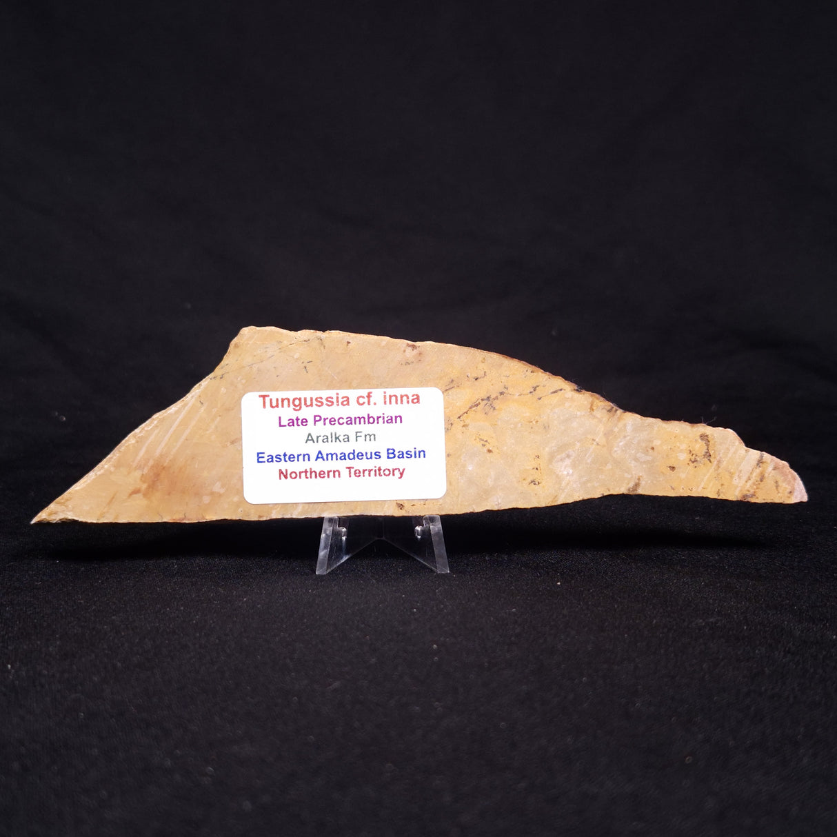 TUNGUSSIA INNA STROMATOLITE, Late Precambrian, Australia ZTG016