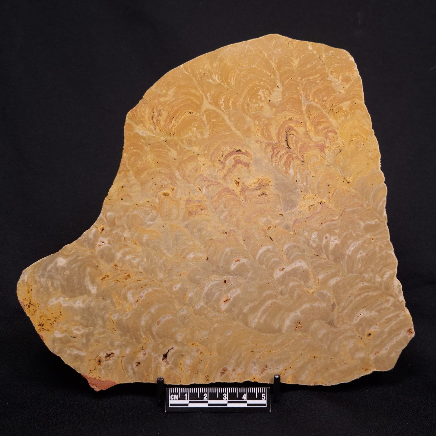 TUNGUSSIA INNA STROMATOLITE, Late Precambrian, Australia ZTG018
