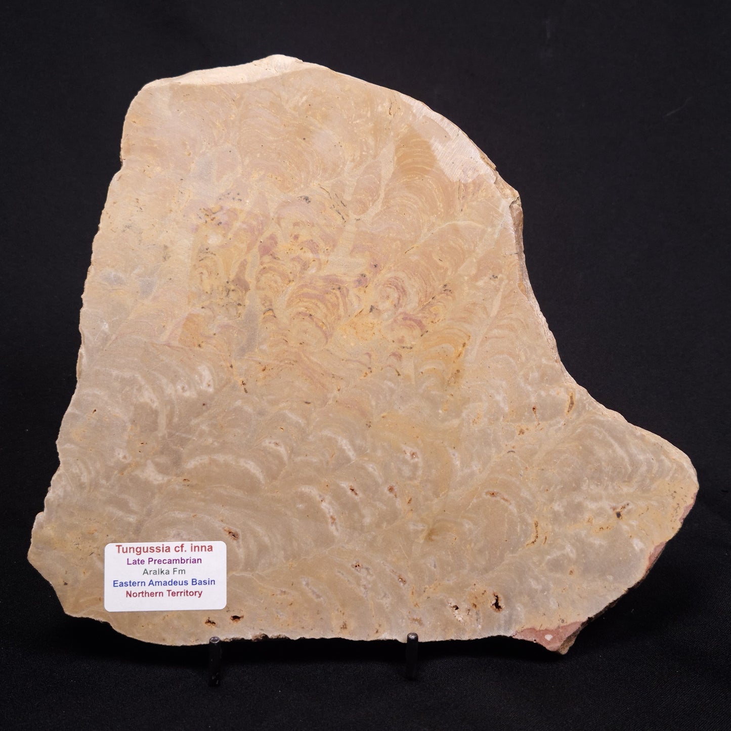 TUNGUSSIA INNA STROMATOLITE, Late Precambrian, Australia ZTG018