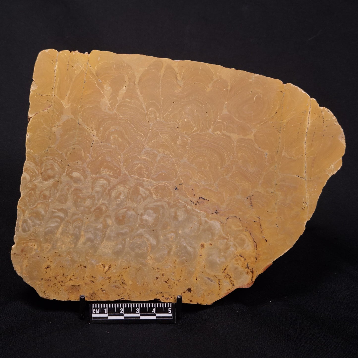 TUNGUSSIA INNA STROMATOLITE, Late Precambrian, Australia ZTG019