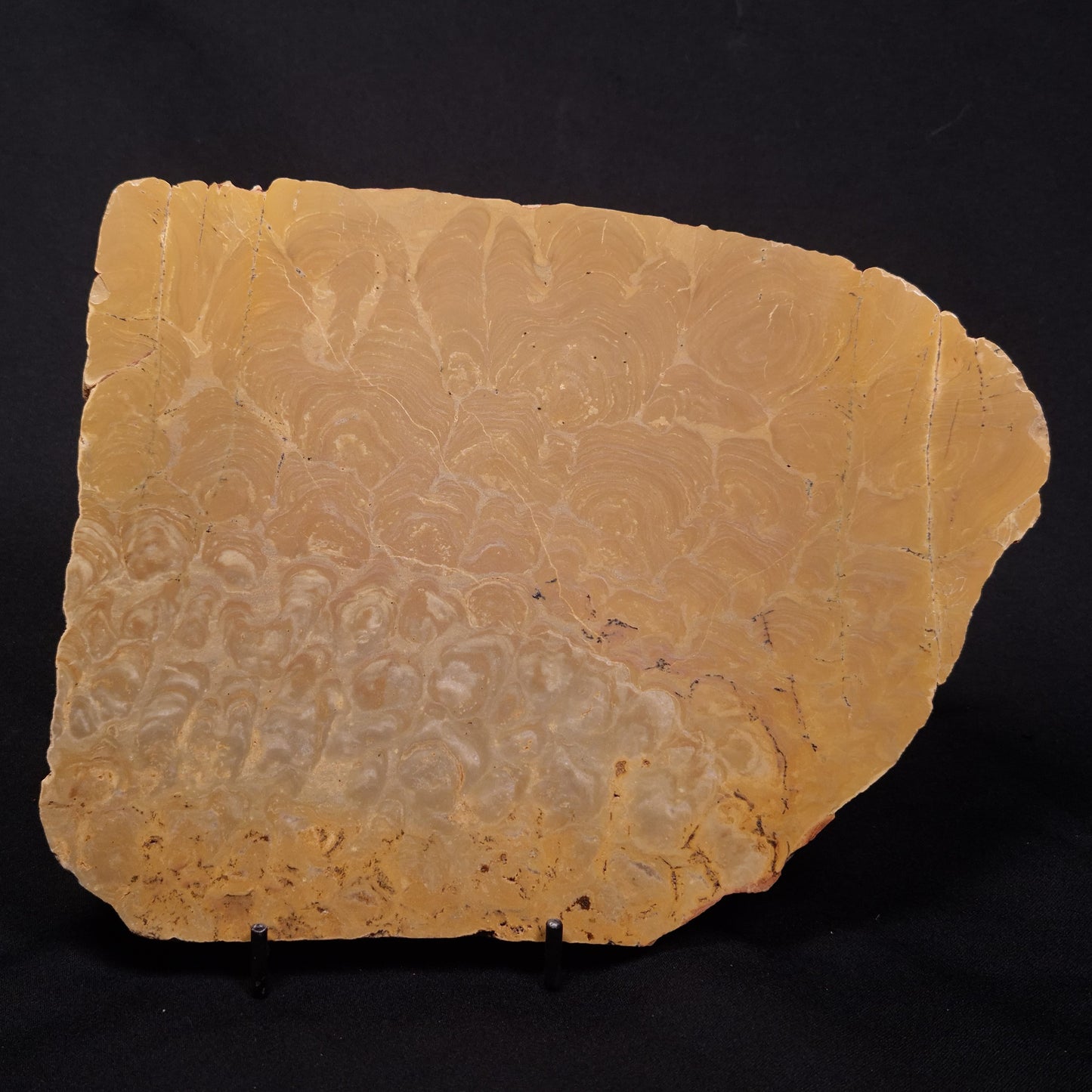 TUNGUSSIA INNA STROMATOLITE, Late Precambrian, Australia ZTG019