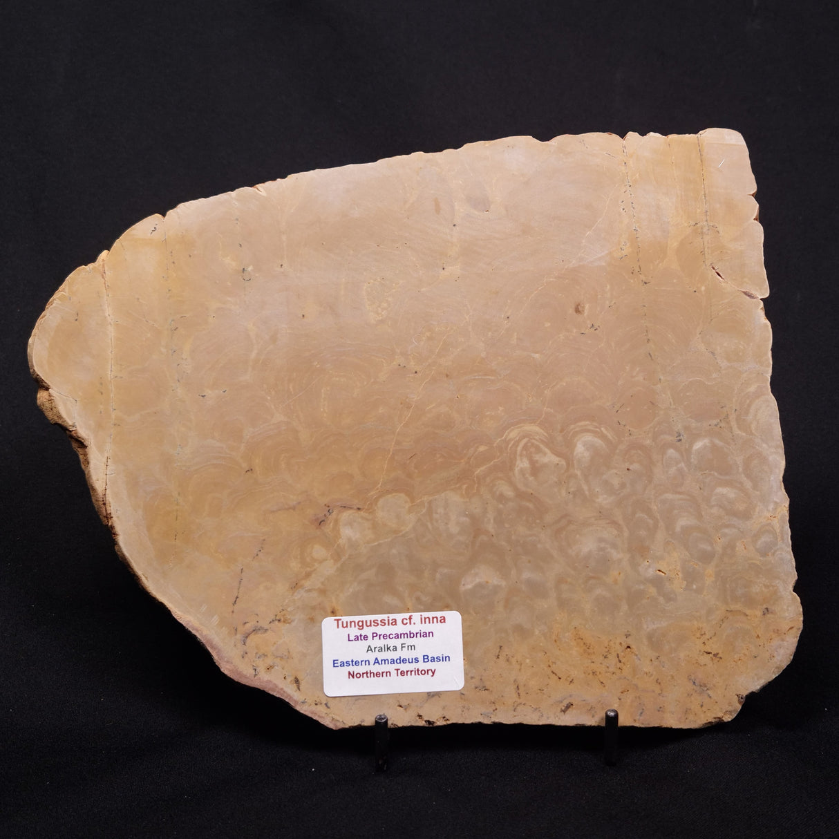 TUNGUSSIA INNA STROMATOLITE, Late Precambrian, Australia ZTG019