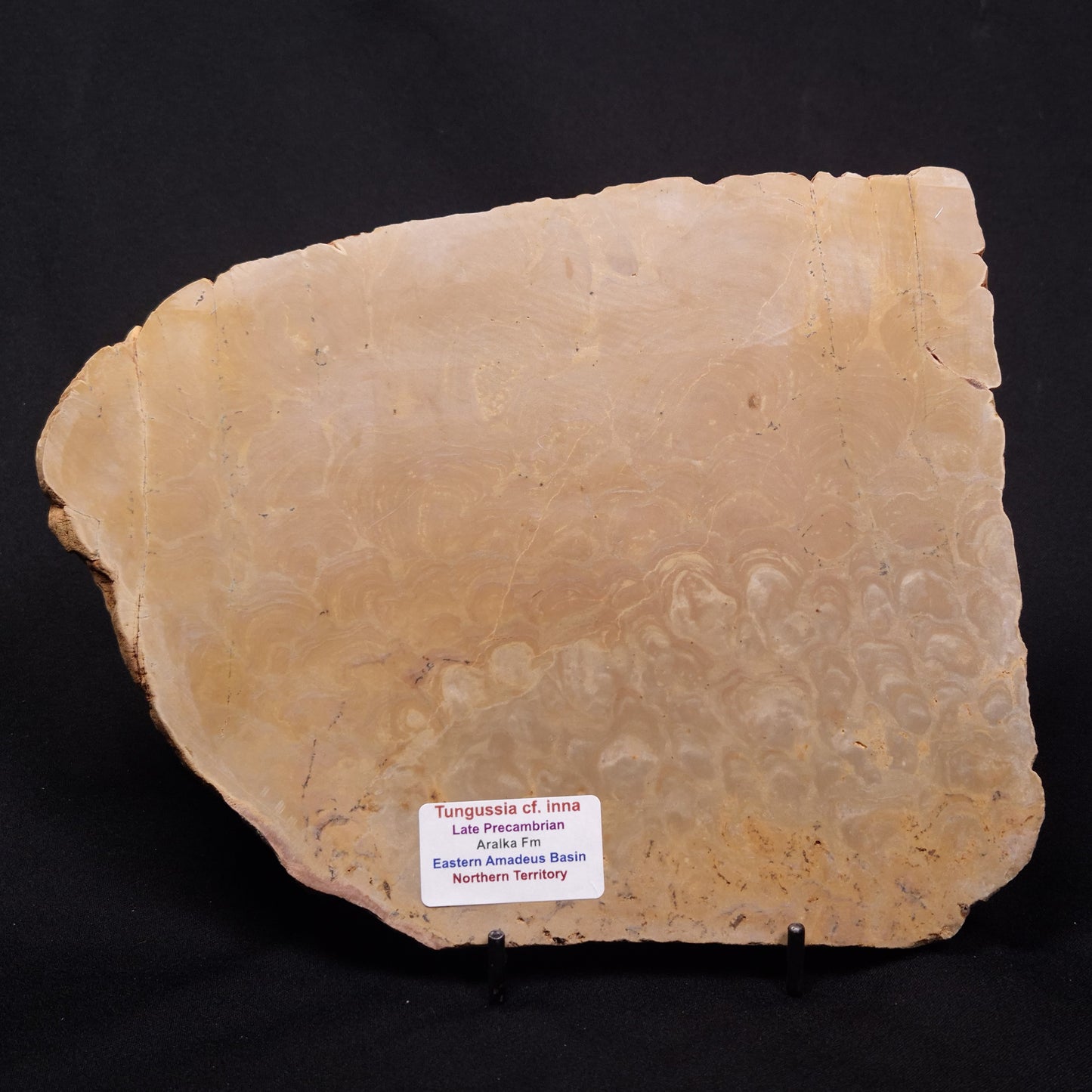 TUNGUSSIA INNA STROMATOLITE, Late Precambrian, Australia ZTG019