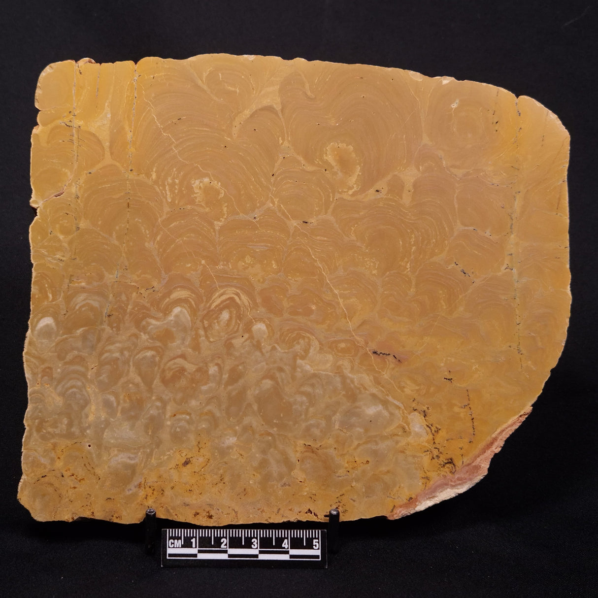 TUNGUSSIA INNA STROMATOLITE, Late Precambrian, Australia ZTG020