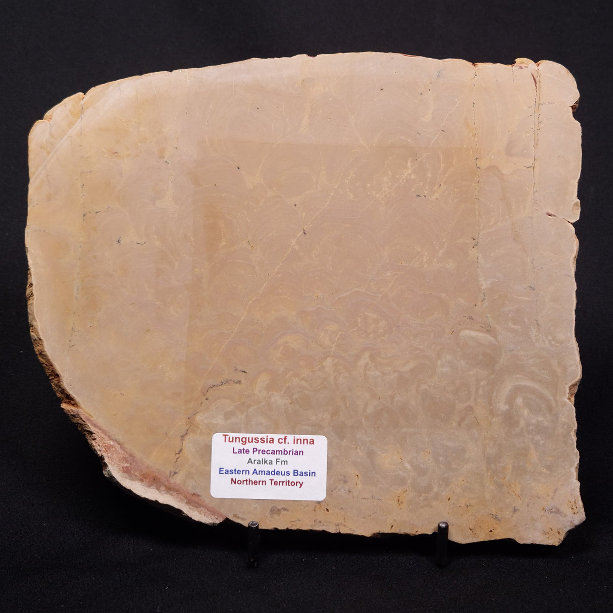 TUNGUSSIA INNA STROMATOLITE, Late Precambrian, Australia ZTG020