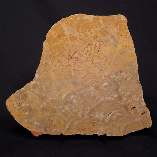TUNGUSSIA INNA STROMATOLITE, Late Precambrian, Australia ZTG021