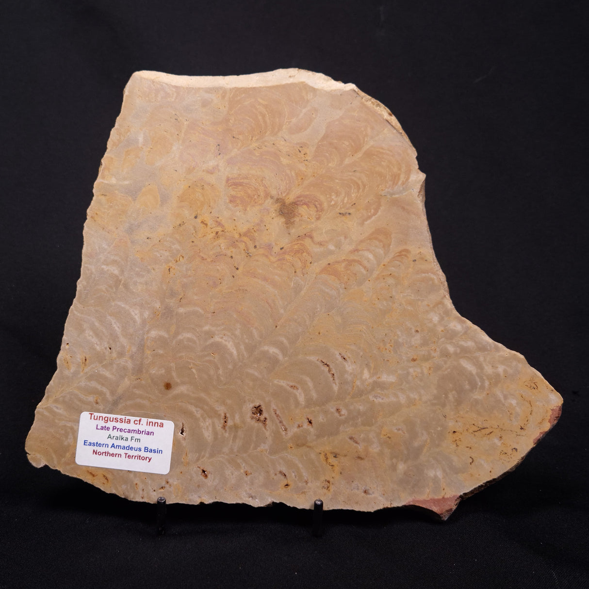 TUNGUSSIA INNA STROMATOLITE, Late Precambrian, Australia ZTG021