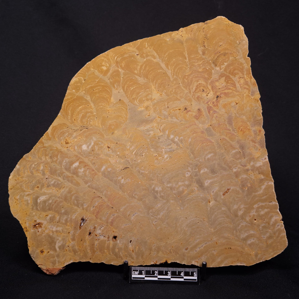 TUNGUSSIA INNA STROMATOLITE, Late Precambrian, Australia ZTG022