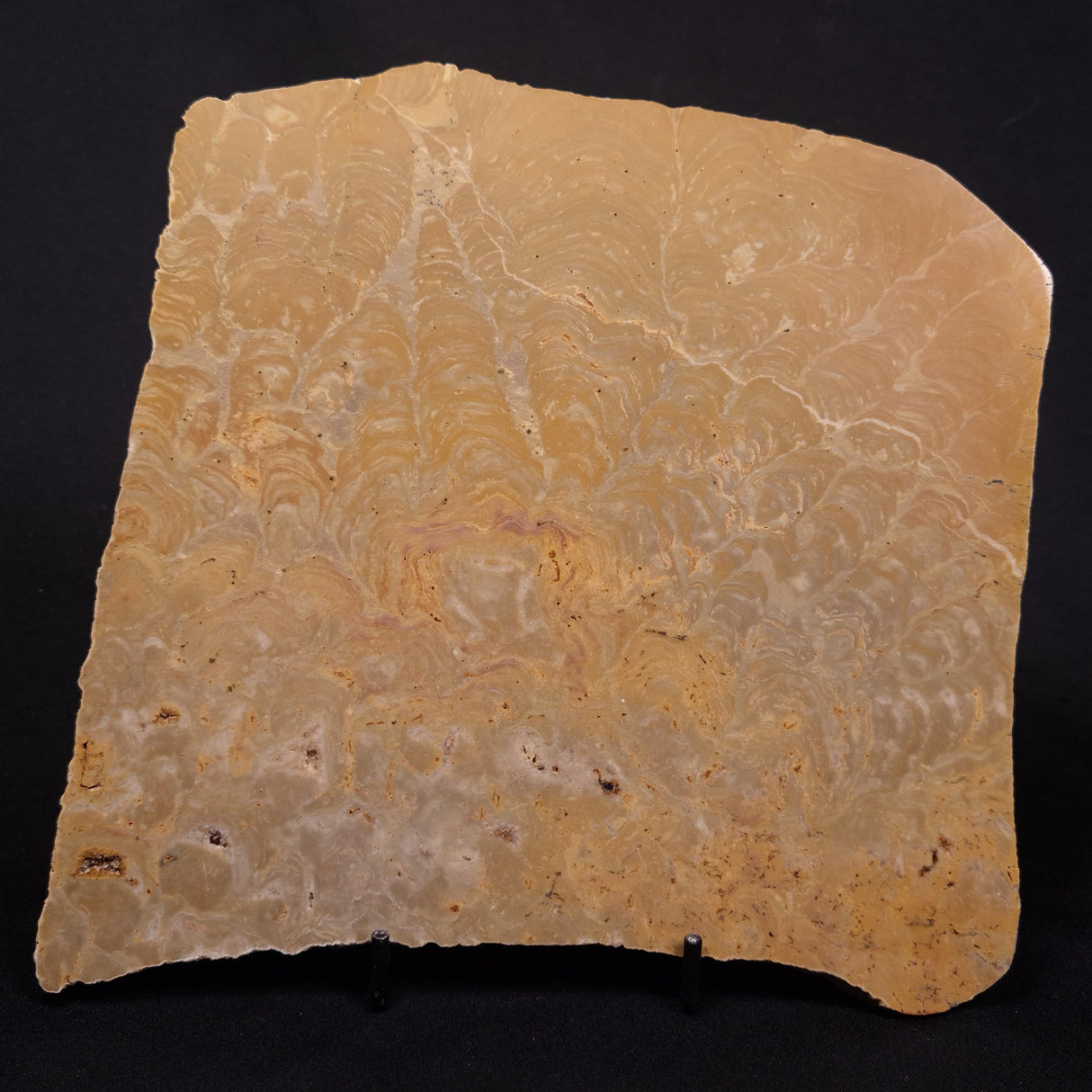 TUNGUSSIA INNA STROMATOLITE, Late Precambrian, Australia ZTG023