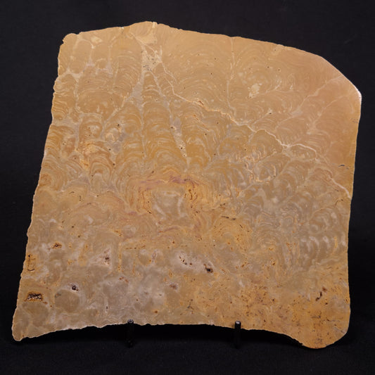 TUNGUSSIA INNA STROMATOLITE, Late Precambrian, Australia ZTG023