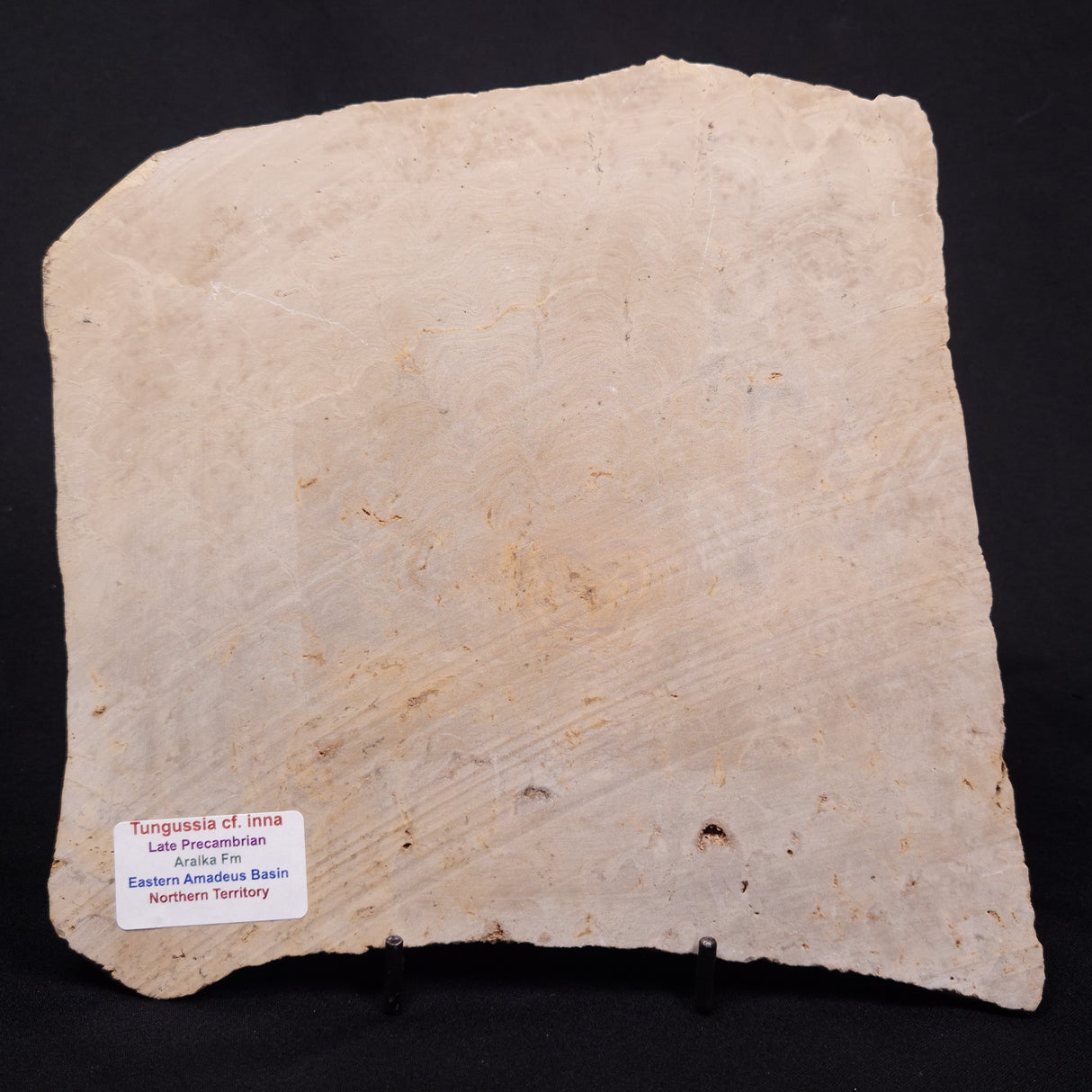 TUNGUSSIA INNA STROMATOLITE, Late Precambrian, Australia ZTG023