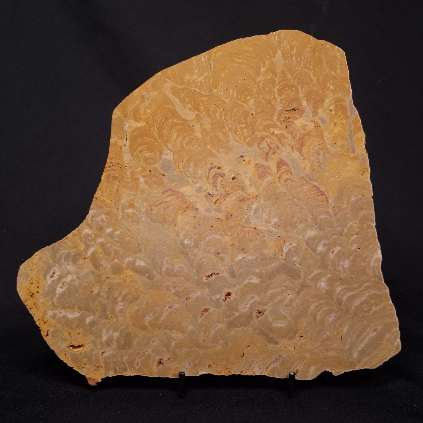 TUNGUSSIA INNA STROMATOLITE, Late Precambrian, Australia ZTG024