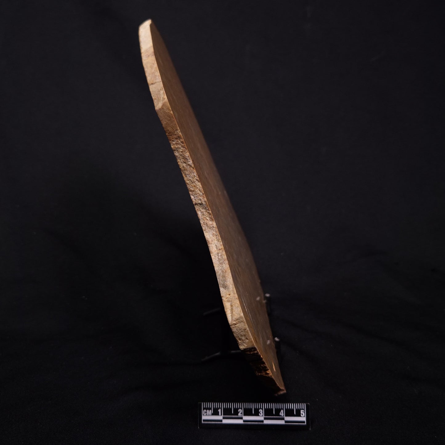 TUNGUSSIA INNA STROMATOLITE, Late Precambrian, Australia ZTG024