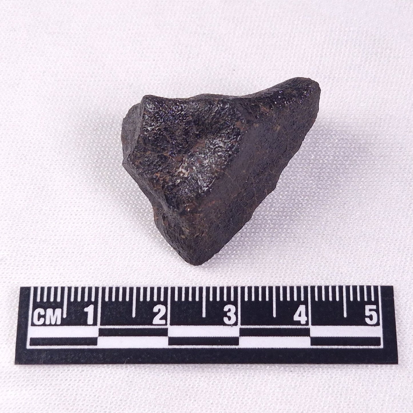 METEORITE CAMEL DONGA, Australia YCD014