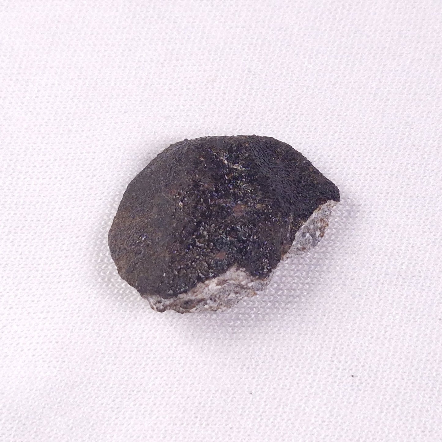 METEORITE CAMEL DONGA, Australia YCD021